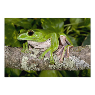 Riesen-Gleitfrosch, Polypedates dennysi ssp, Fotodruck