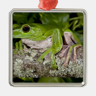 Riesen-Gleitfrosch, Polypedates dennysi ssp, Ornament Aus Metall