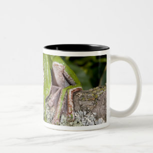 Riesen-Gleitfrosch, Polypedates dennysi ssp, Zweifarbige Tasse
