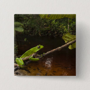 Riesen-Laubfrosch Phyllomedusa bicolor) 2 Button