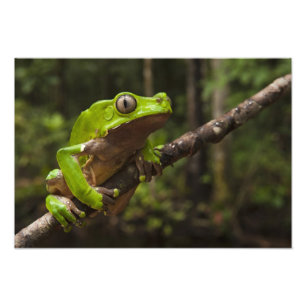 Riesen-Laubfrosch Phyllomedusa bicolor) 2 Fotodruck