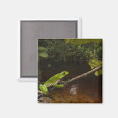 Riesen-Laubfrosch Phyllomedusa bicolor) 2 Magnet (Vorderseite/Rückseite)