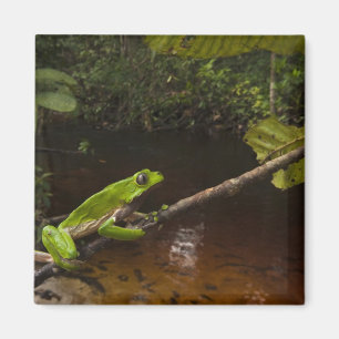 Riesen-Laubfrosch Phyllomedusa bicolor) 2 Magnet