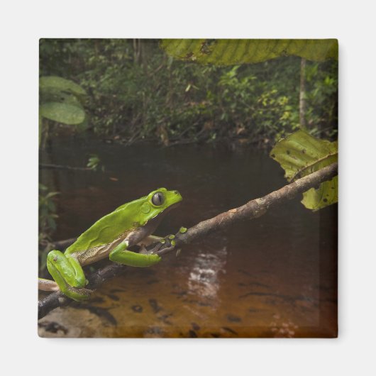 Riesen-Laubfrosch Phyllomedusa bicolor) 2 Magnet (Vorne)