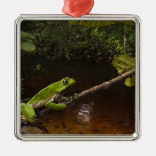 Riesen-Laubfrosch Phyllomedusa bicolor) 2 Ornament Aus Metall