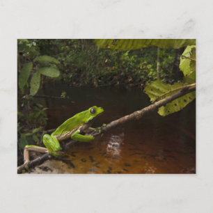 Riesen-Laubfrosch Phyllomedusa bicolor) 2 Postkarte