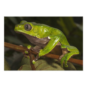Riesen-Laubfrosch Phyllomedusa bicolor) 3 Fotodruck