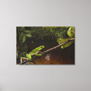 Riesen-Laubfrosch Phyllomedusa bicolor) 3 Leinwanddruck