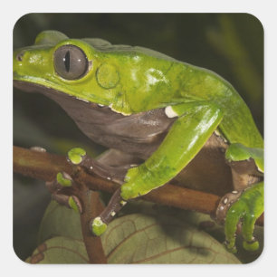 Riesen-Laubfrosch Phyllomedusa bicolor) 3 Quadratischer Aufkleber