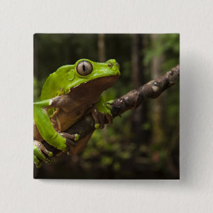 Riesen-Laubfrosch Phyllomedusa bicolor) Button
