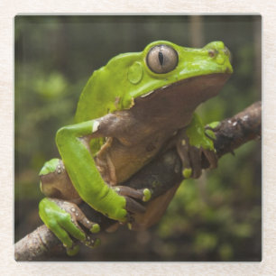 Riesen-Laubfrosch Phyllomedusa bicolor) Glasuntersetzer