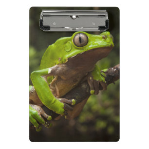 Riesen-Laubfrosch Phyllomedusa bicolor) Mini Klemmbrett