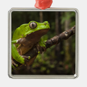Riesen-Laubfrosch Phyllomedusa bicolor) Ornament Aus Metall
