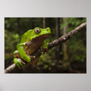 Riesen-Laubfrosch Phyllomedusa bicolor) Poster