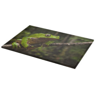 Riesen-Laubfrosch Phyllomedusa bicolor) Schneidebrett