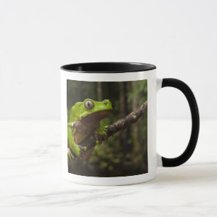 Riesen-Laubfrosch Phyllomedusa bicolor) Tasse