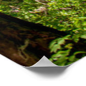 Riesen-Lebensbäume Poster (Ecke)