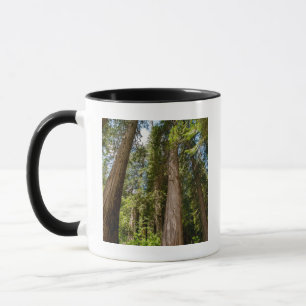 Riesen-Lebensbäume Tasse