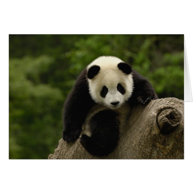 Riesen-Panda-Baby (Vorderseite (Horizontal))
