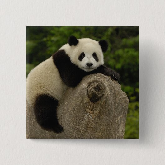 Riesen-Panda-Baby Button (Vorderseite)