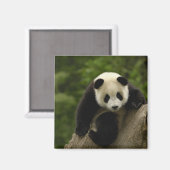 Riesen-Panda-Baby Magnet (Vorderseite/Rückseite)