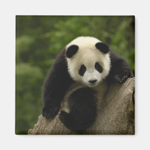 Riesen-Panda-Baby Magnet
