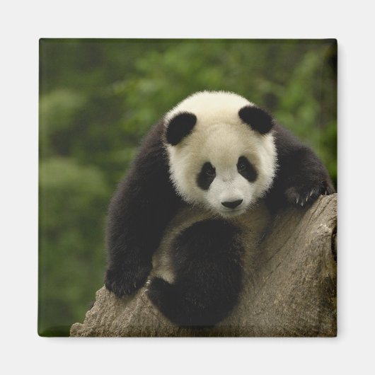 Riesen-Panda-Baby Magnet (Vorne)