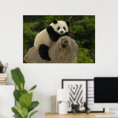 Riesen-Panda-Baby Poster (Heimbüro)