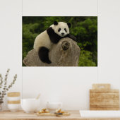 Riesen-Panda-Baby Poster (Küche)