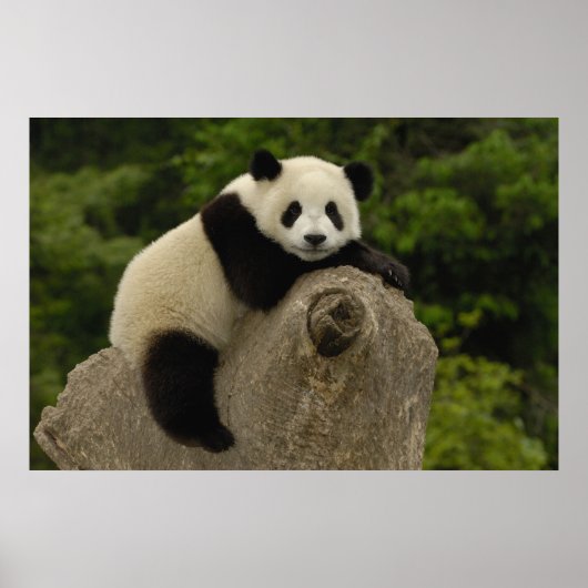 Riesen-Panda-Baby Poster (Vorne)