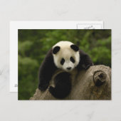 Riesen-Panda-Baby Postkarte (Vorne/Hinten)