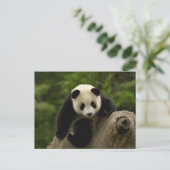 Riesen-Panda-Baby Postkarte (Stehend Vorderseite)