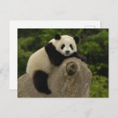 Riesen-Panda-Baby Postkarte (Vorne/Hinten)