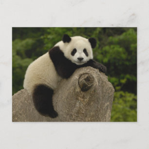 Riesen-Panda-Baby Postkarte