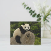 Riesen-Panda-Baby Postkarte (Stehend Vorderseite)