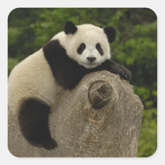 Riesen-Panda-Baby Quadratischer Aufkleber (Vorderseite)