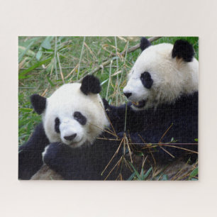 Riesen-Panda-Bears essen Bambus und spielen Puzzle