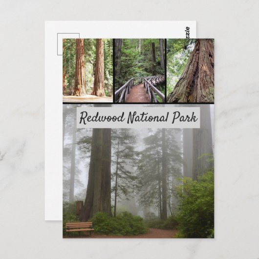 Riesen-Redwood-Nationalpark Sequoia Trees Postkarte (Vorne/Hinten)