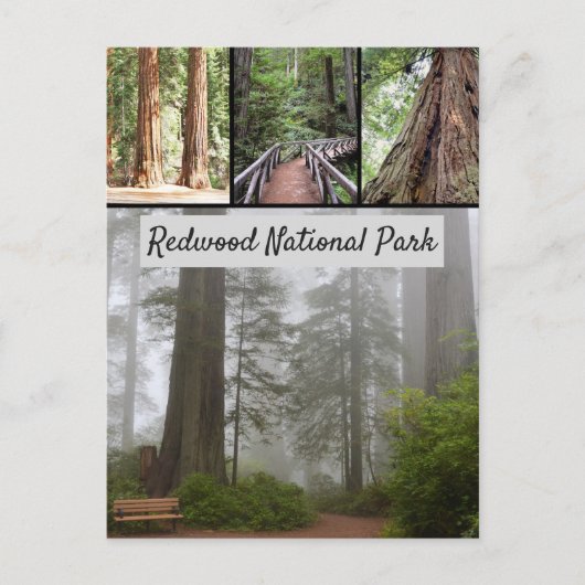 Riesen-Redwood-Nationalpark Sequoia Trees Postkarte (Vorderseite)