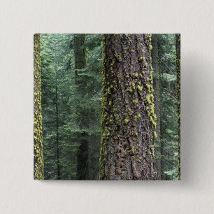 Riesen-Sequoia-Bäume im Wald, Sequoia und Button