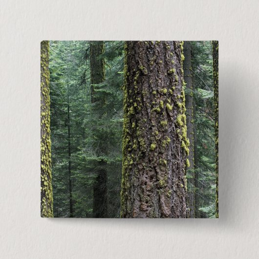 Riesen-Sequoia-Bäume im Wald, Sequoia und Button (Vorderseite)