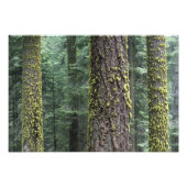 Riesen-Sequoia-Bäume im Wald, Sequoia und Fotodruck (Vorne)