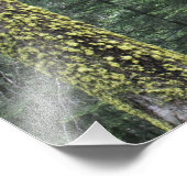 Riesen-Sequoia-Bäume im Wald, Sequoia und Fotodruck (Ecke)