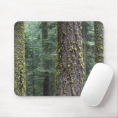 Riesen-Sequoia-Bäume im Wald, Sequoia und Mousepad (Mit Mouse)