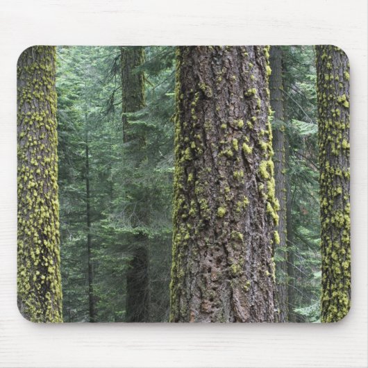 Riesen-Sequoia-Bäume im Wald, Sequoia und Mousepad (Vorne)