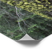 Riesen-Sequoia-Bäume im Wald, Sequoia und Poster (Ecke)