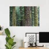 Riesen-Sequoia-Bäume im Wald, Sequoia und Poster (Heimbüro)