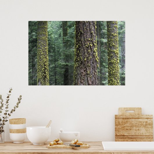 Riesen-Sequoia-Bäume im Wald, Sequoia und Poster (Küche)