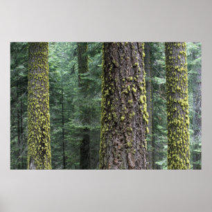 Riesen-Sequoia-Bäume im Wald, Sequoia und Poster