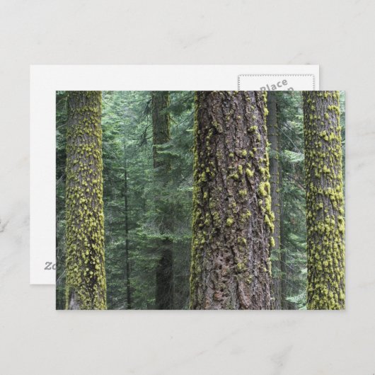 Riesen-Sequoia-Bäume im Wald, Sequoia und Postkarte (Vorne/Hinten)